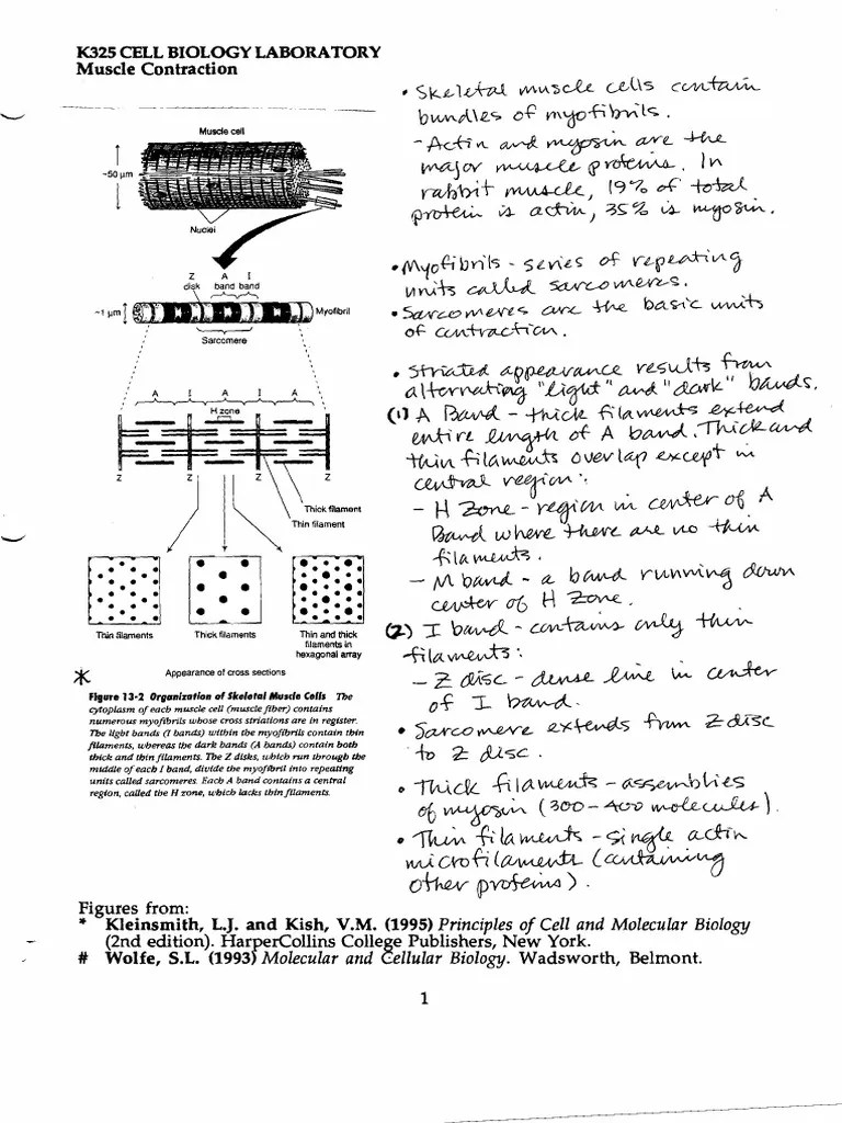 The Structural Organization And Contraction Mechanism Of Skeletal ...