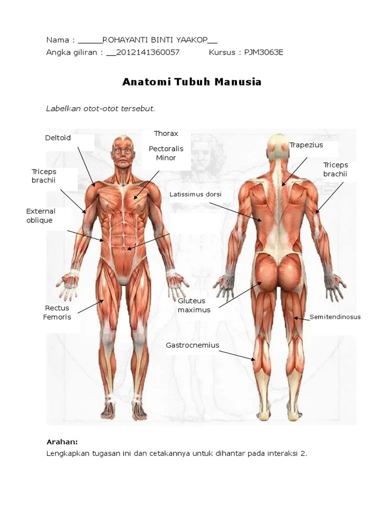 Anatomi Tubuh Manusia | PDF