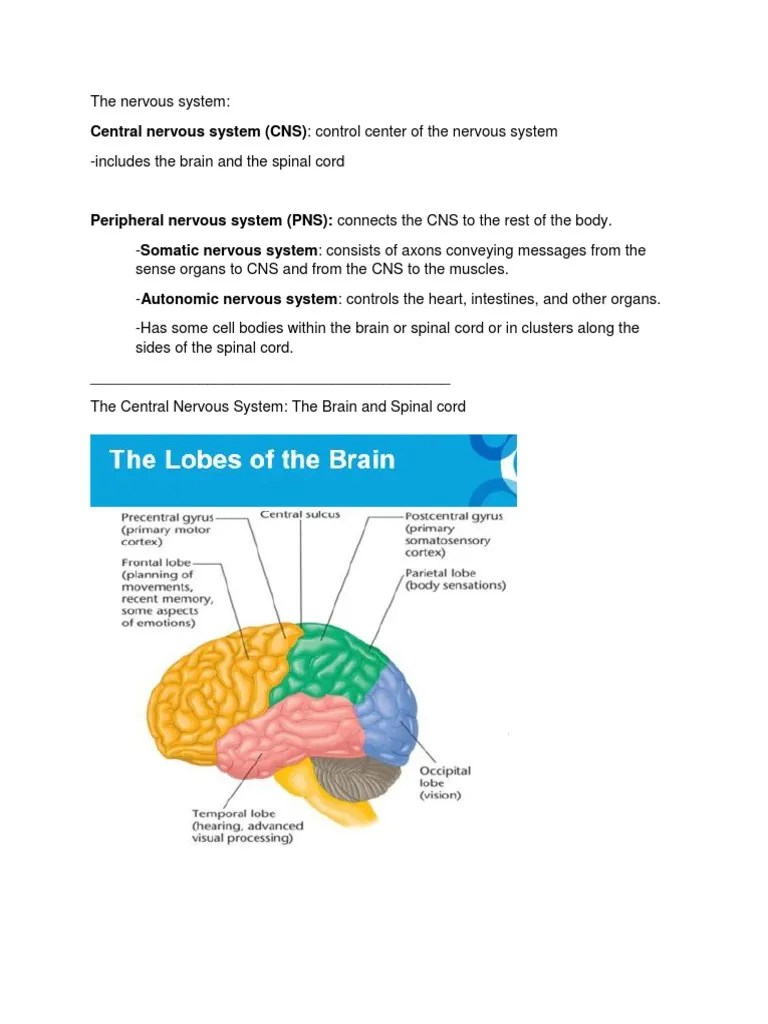 The Nervous System, Notes | PDF | Nervous System | Central Nervous System