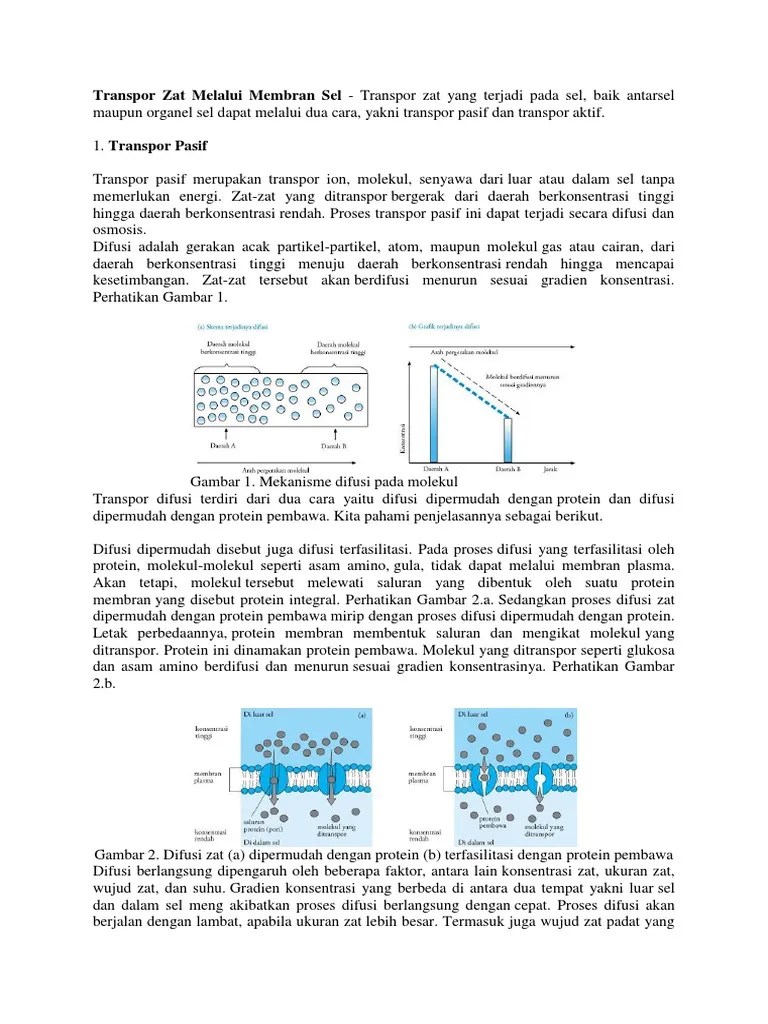 Difusi molekul pada saluran protein difusi dipermudah disebut juga difusi . Transpor Zat Melalui Membran Sel Pdf