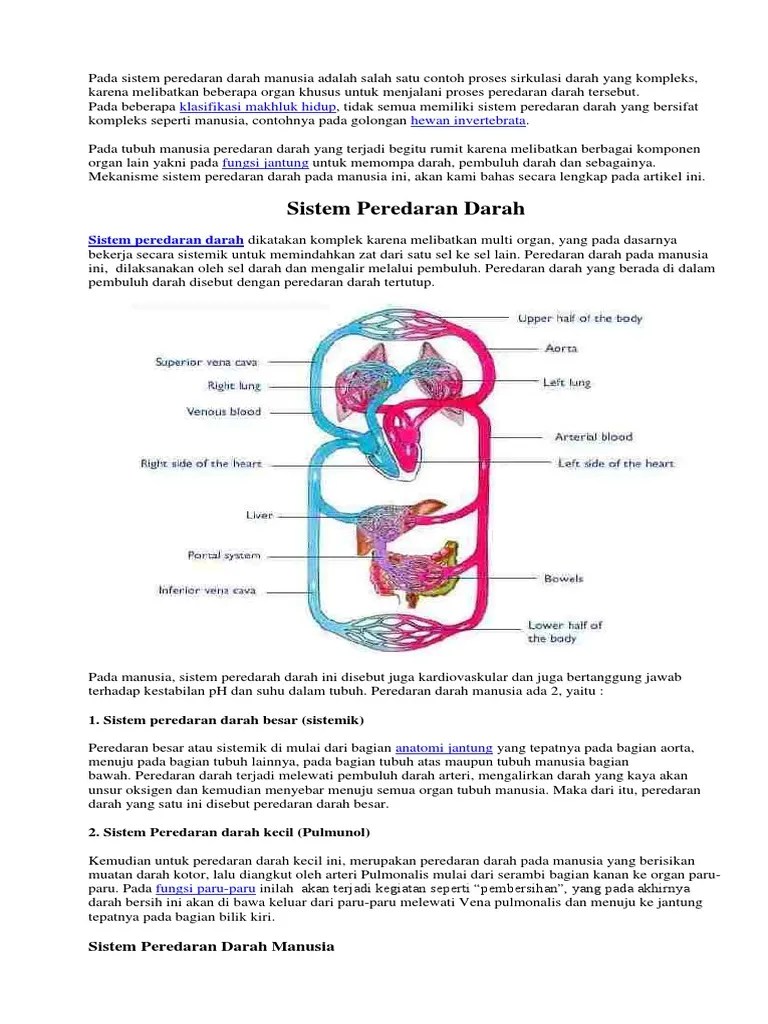 Pada Sistem Peredaran Darah Manusia Adalah Salah Satu Contoh Proses  Sirkulasi Darah Yang Kompleks | PDF