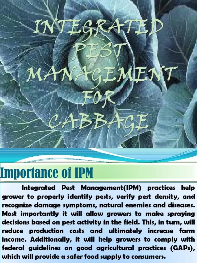 IPM IN CABBage | Download Free PDF | Pupa | Insecticide