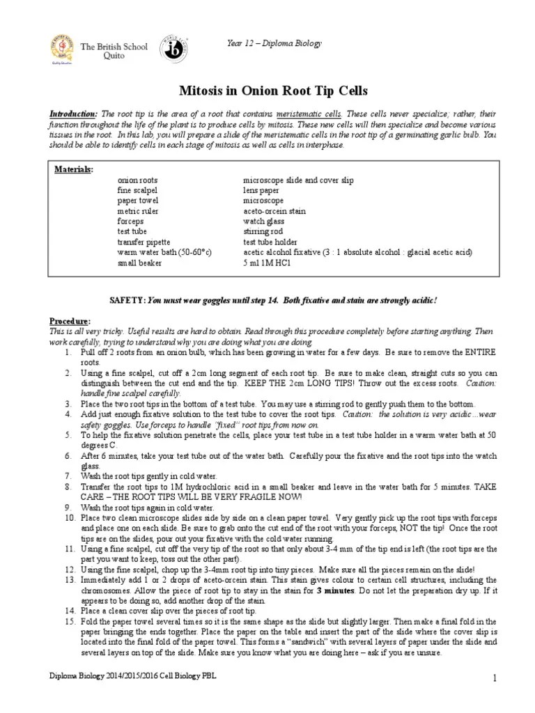 Root Tip Mitosis Lab | PDF | Mitosis | Cell Biology