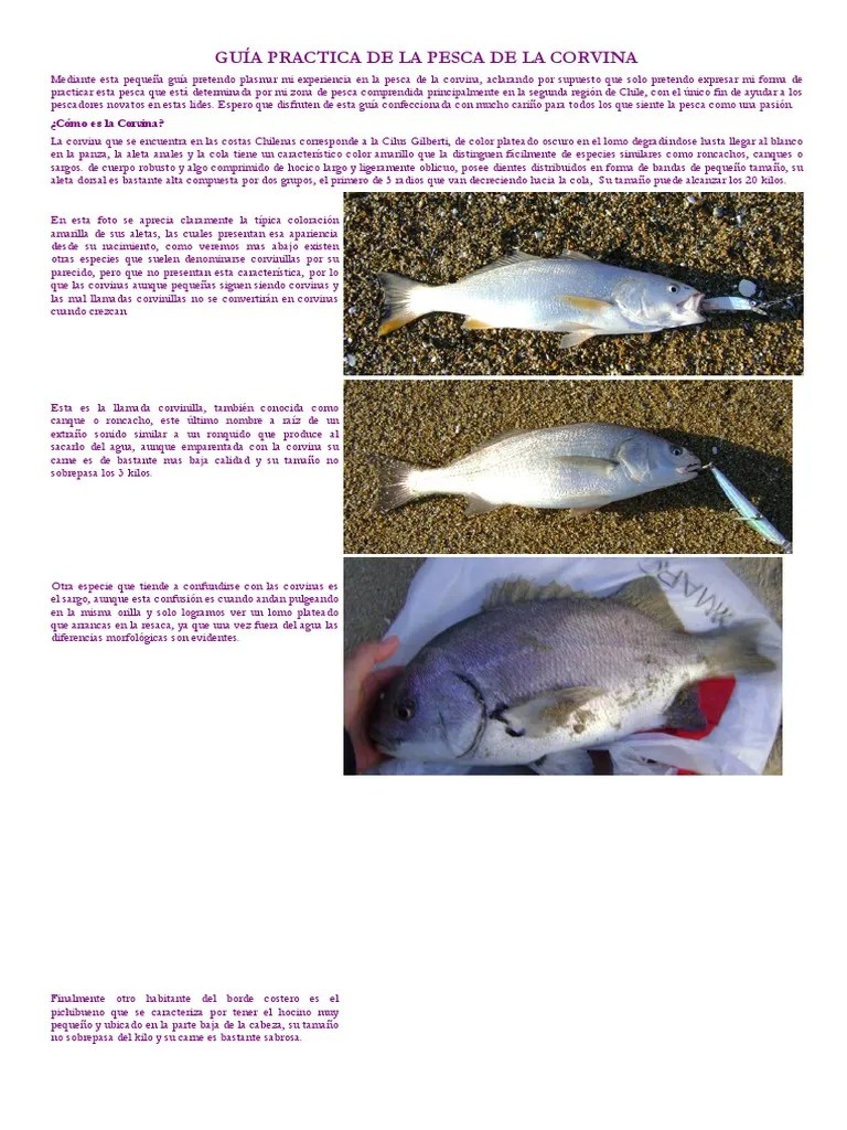 Guía Practica De La Pesca De La | PDF | Color | Pescado