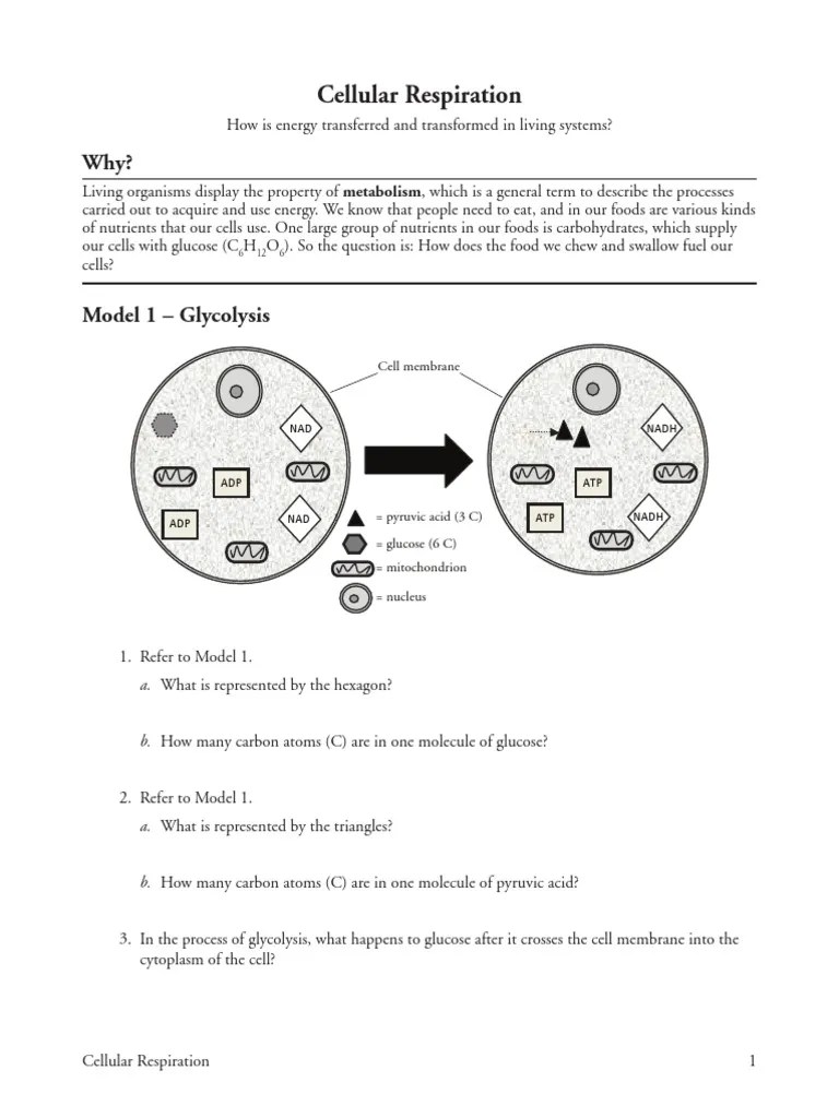 Photosynthesis is the process by which organisms that contain the pigment chlorophyll convert light energy into chemical energy which can be stored in the molecular bonds of organic molecules (e.g during the process of photosynthesis, light penetrates the cell and passes into the chloroplast. pogil cellular respiration-s | Cellular Respiration ...