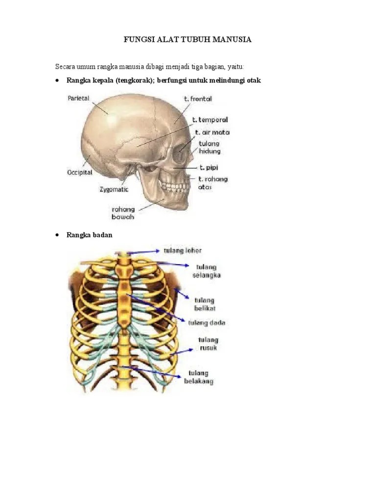 Fungsi Alat Tubuh Manusia | PDF