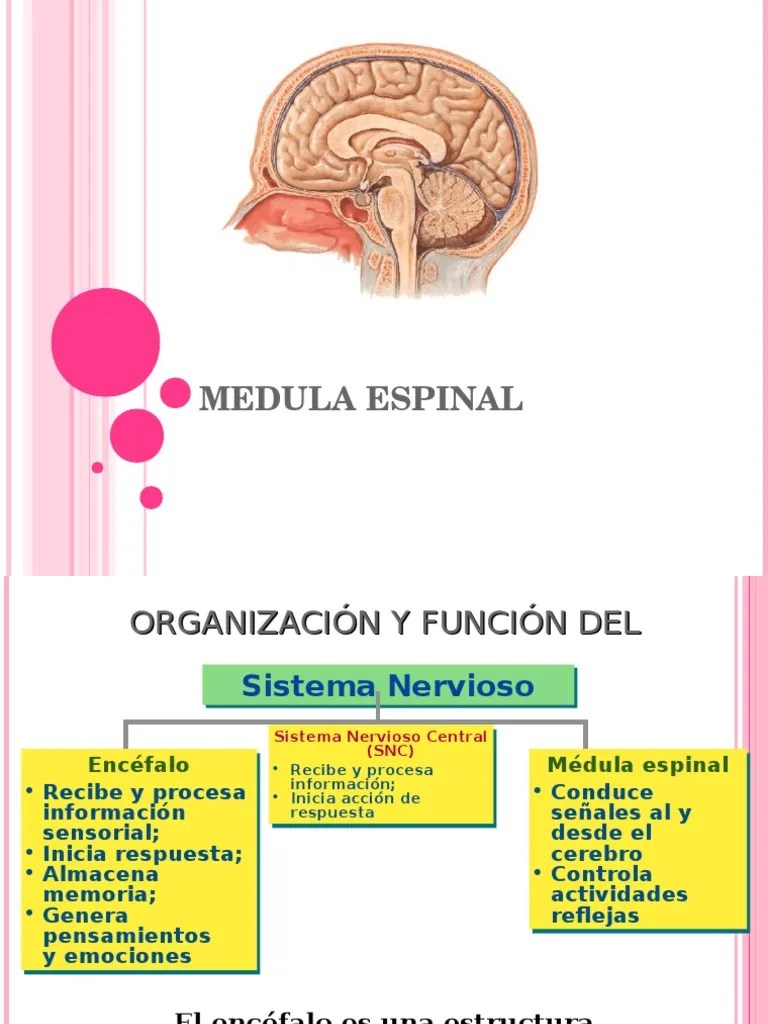 Sistema Nervioso Central | PDF | Médula Espinal | Cerebro