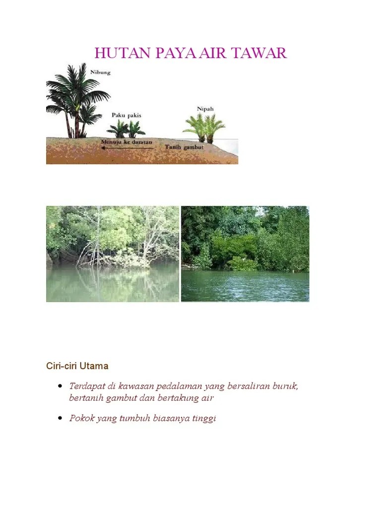 Kegunaan Hutan Paya Air Masin / Die Zonen In Der Sankofa Rainbow Roots Farm Pkblog