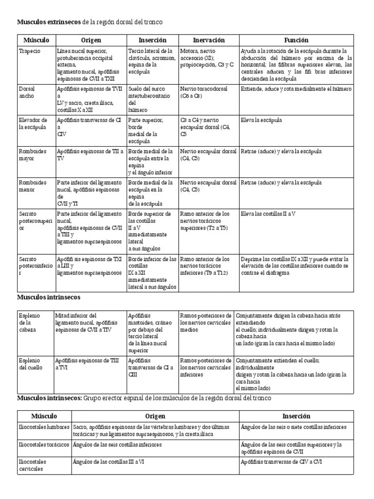 Origenes E Inserciones De Los Musculos | PDF | Vértebra | Sistema Musculoesquelético