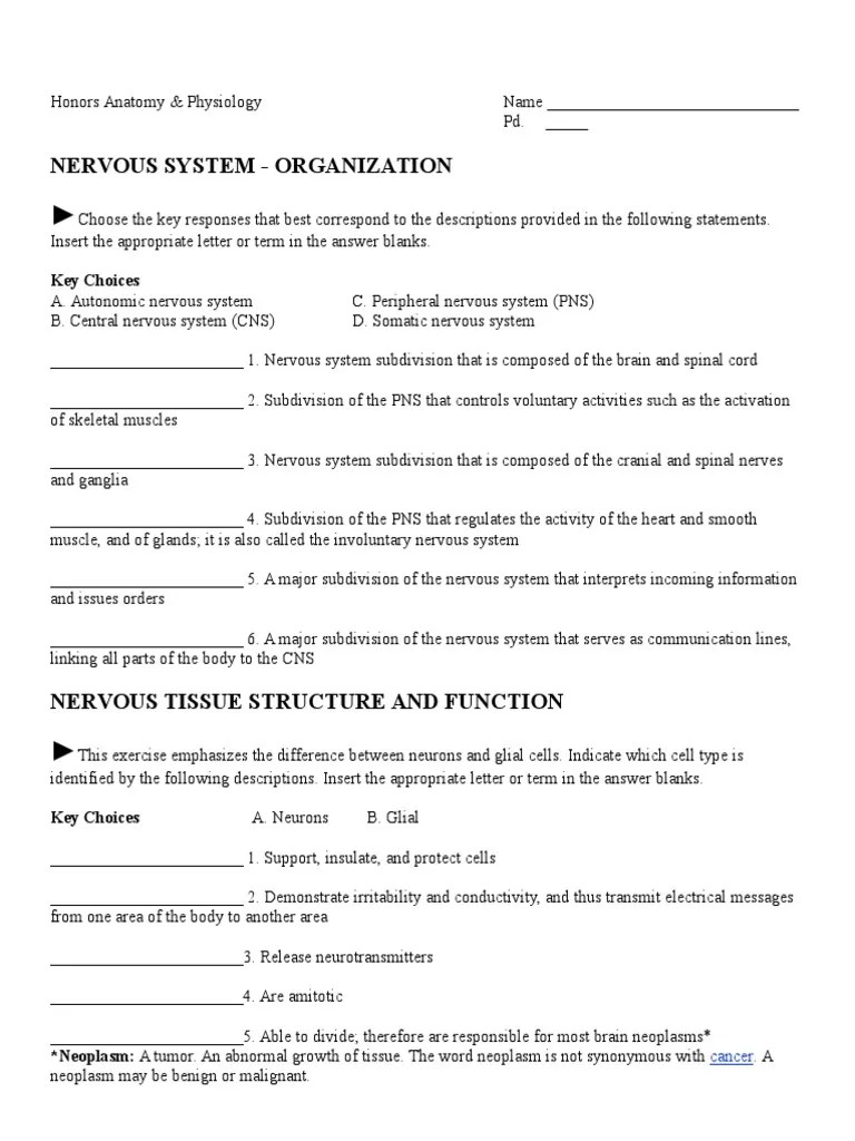 Nervous System Worksheet | PDF | Nervous System | Neuron