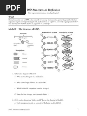 How is genetic information stored and copied? 18 Dna Structure And Replication S Pdf Dna Dna Replication