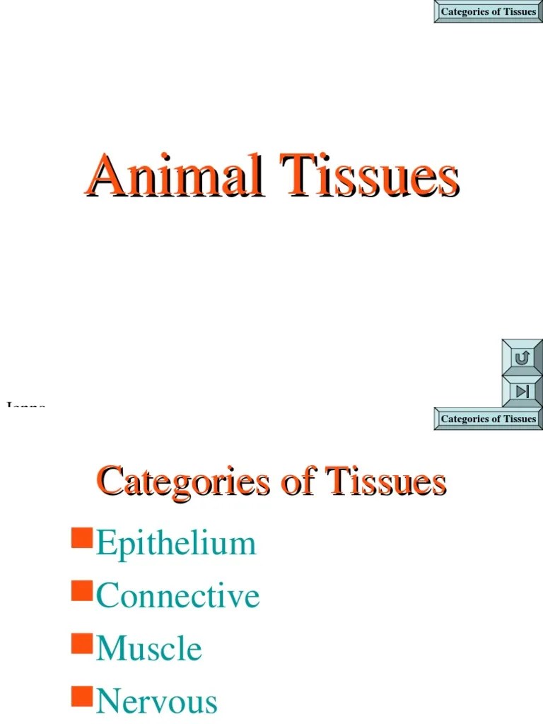 Tissue | Download Free PDF | Epithelium | Tissue (Biology)