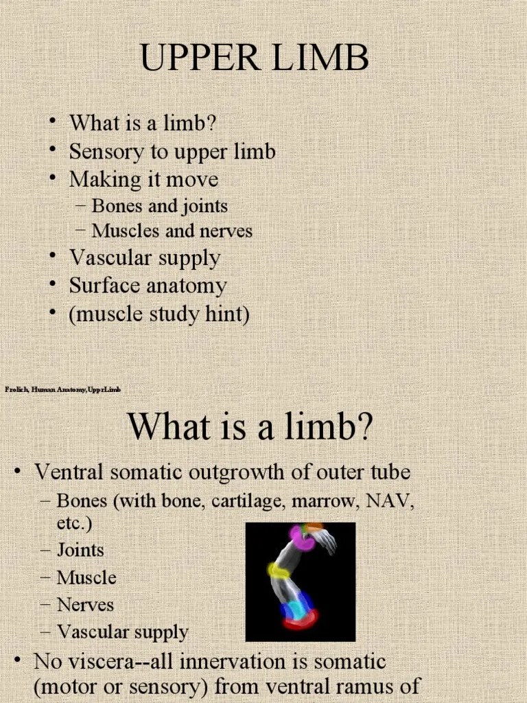 Upper Limb | PDF | Arm | Hand