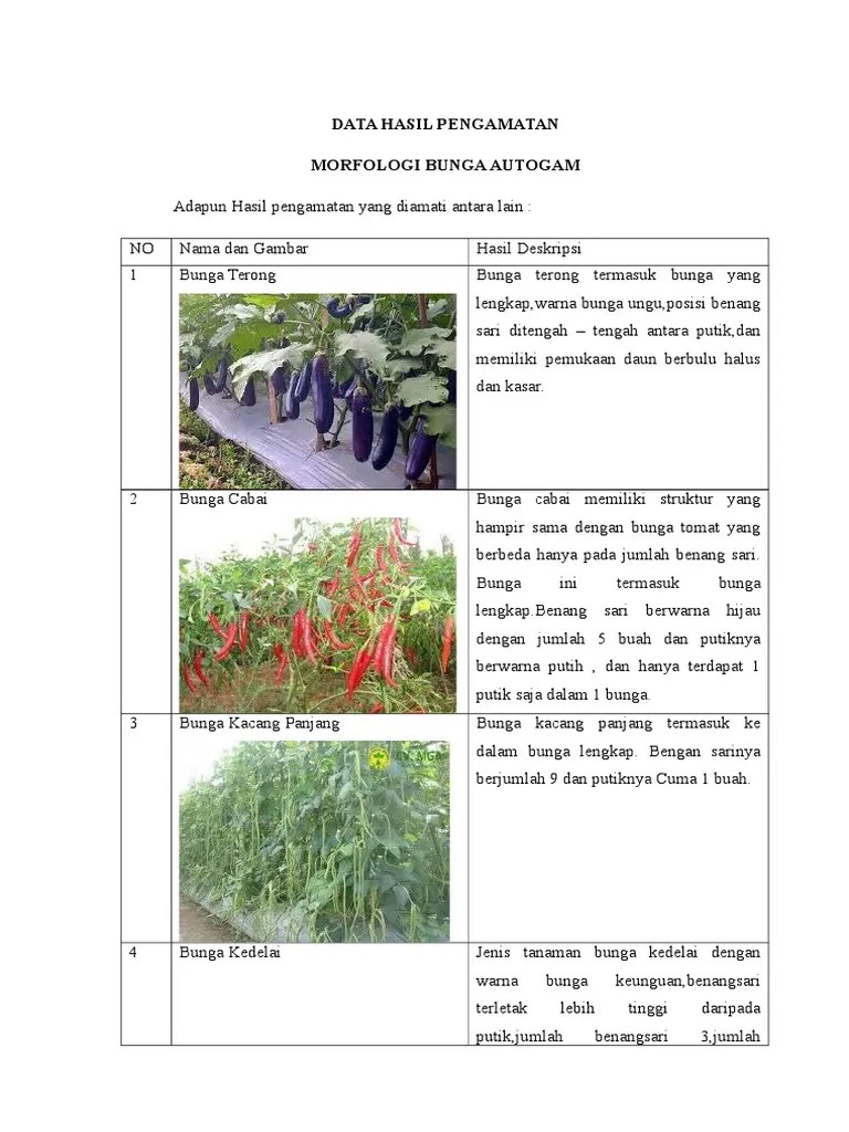 Gambar Bunga Cabai Dan Bagiannya - Koleksi Foto Bunga