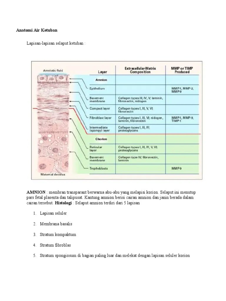 Anatomi Air Ketuban | PDF