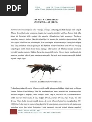 Disini akan kita bahas bersama tentang perbedaan yang mendasar dari kedua lalat ini. Tugas Iv The Black Soldier Flies Arlina Phelia Pias Pdf