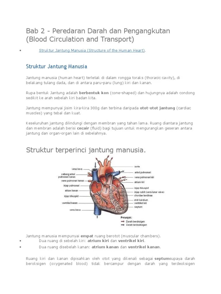 7 pembaikan injap jantung buatan; Bab 2 Struktur Jantung Manusia