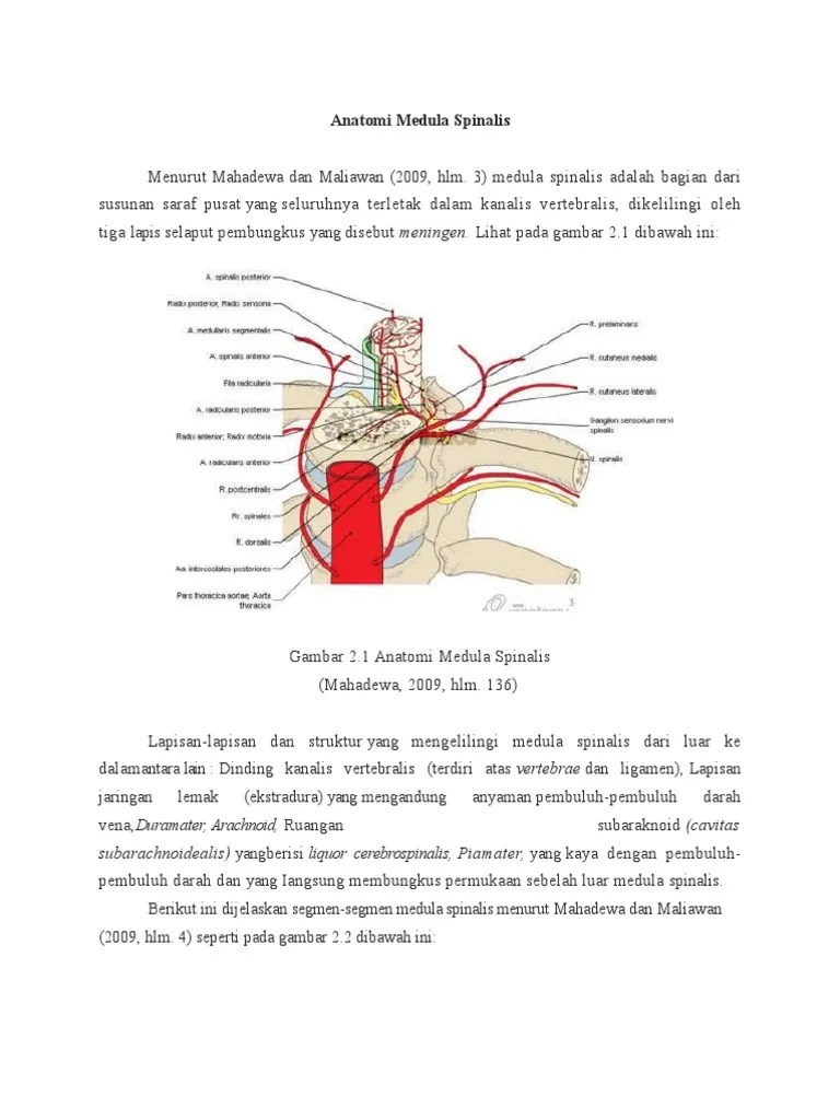 Anatomi Medula Spinalis | PDF | Sains & Matematika