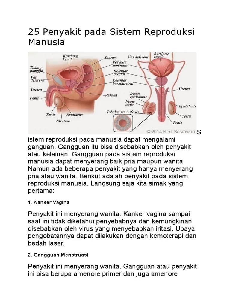 25 Penyakit Pada Sistem Reproduksi Manusia | PDF