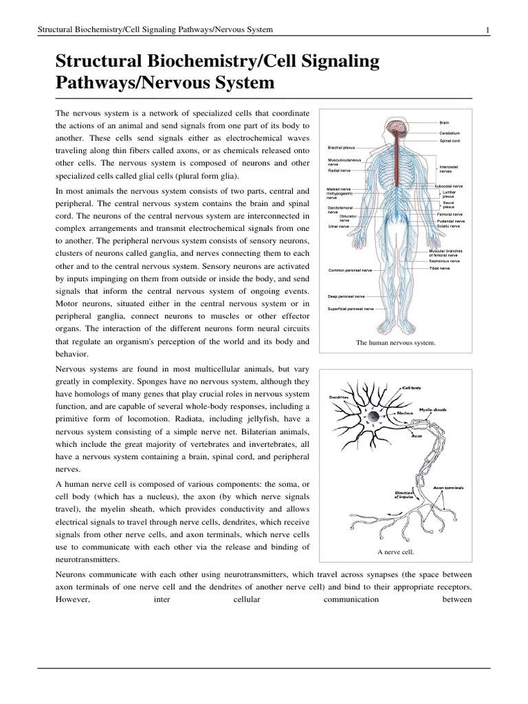 Peripheral Nervous System | PDF | Action Potential | Autonomic Nervous System