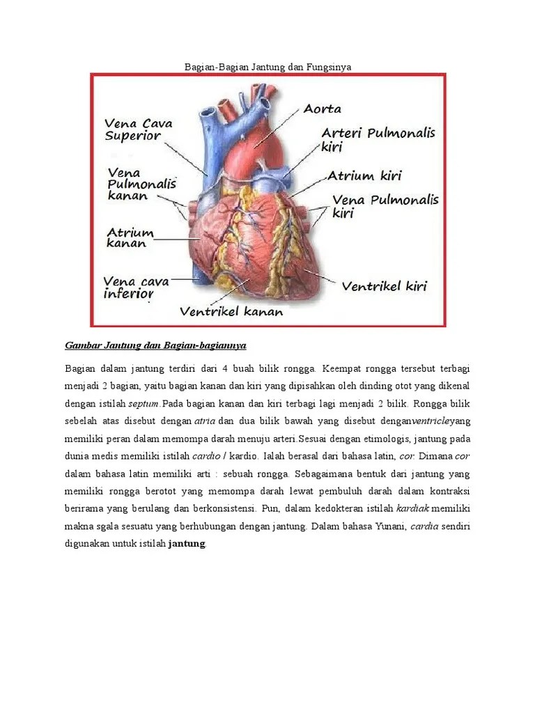 Bagian Jantung | PDF