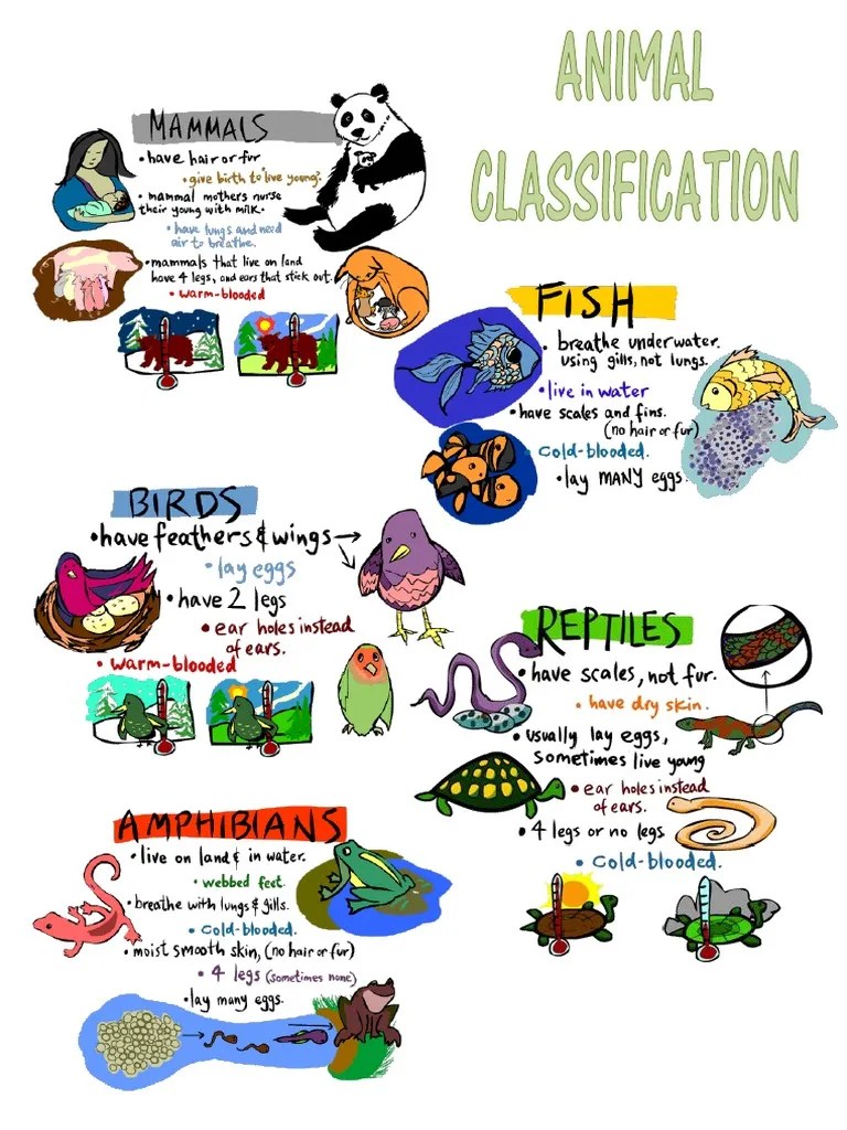 Mrs. Addison's Mon'STARS': Animal Classification