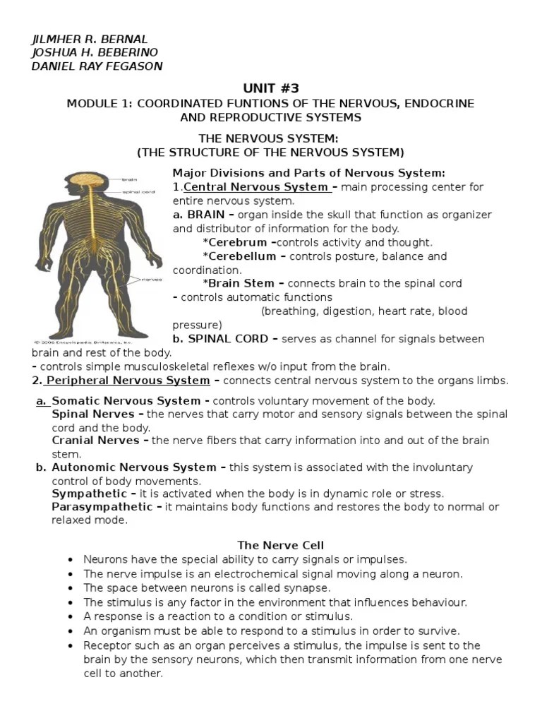 Nervous System Endocrine System And Reproductive System | PDF | Nervous ...