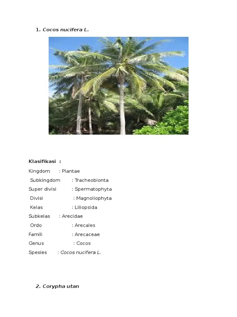 Nama Latin Ordo Arecales | PDF