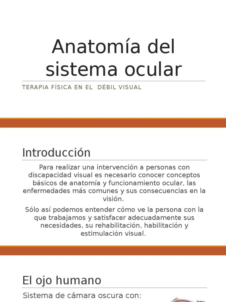 Anatomía Del Sistema Ocular | PDF | Ojo Humano | Percepción Visual