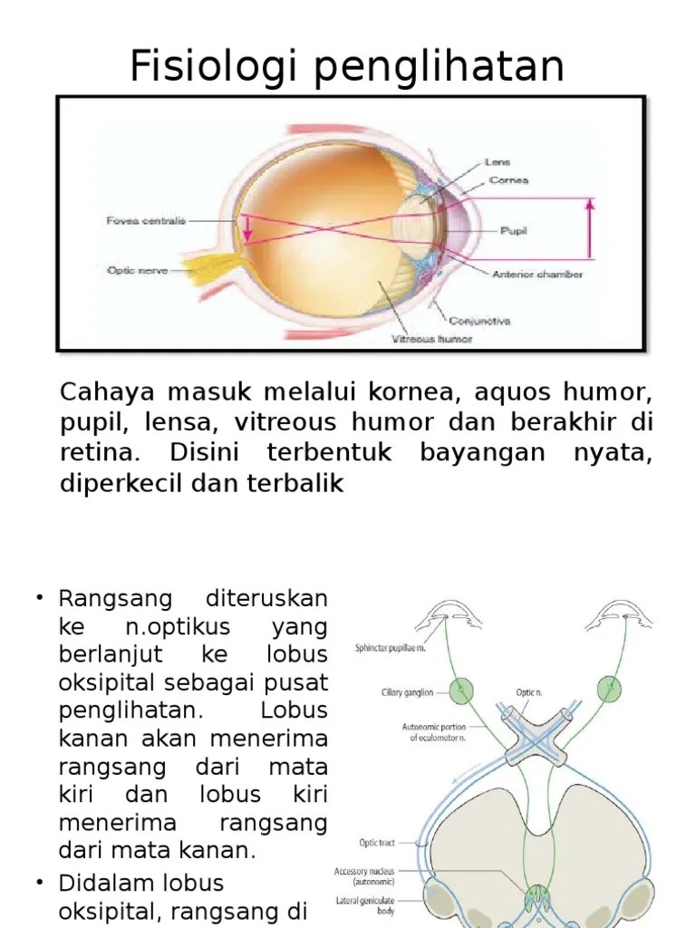 Fisiologi Penglihatan | PDF | Pengembangan Diri