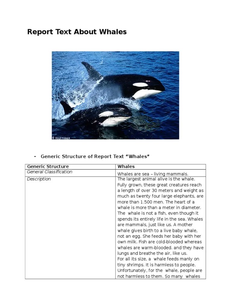 Report Text About Whales | PDF | Whales | Languages