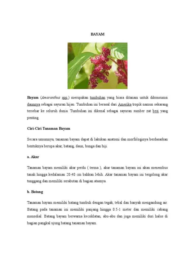Tanaman Sayuran Ciri | PDF