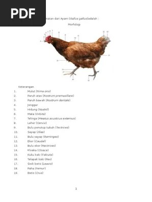 Anatomi Ayam | PDF