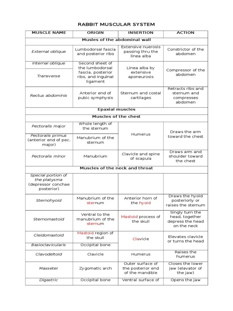 Rabbit Muscular | PDF | Vertebral Column | Musculoskeletal System