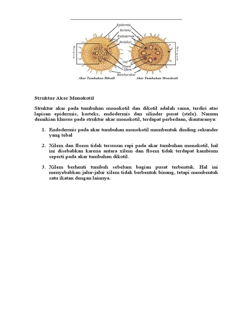 Akar Monokotil | PDF