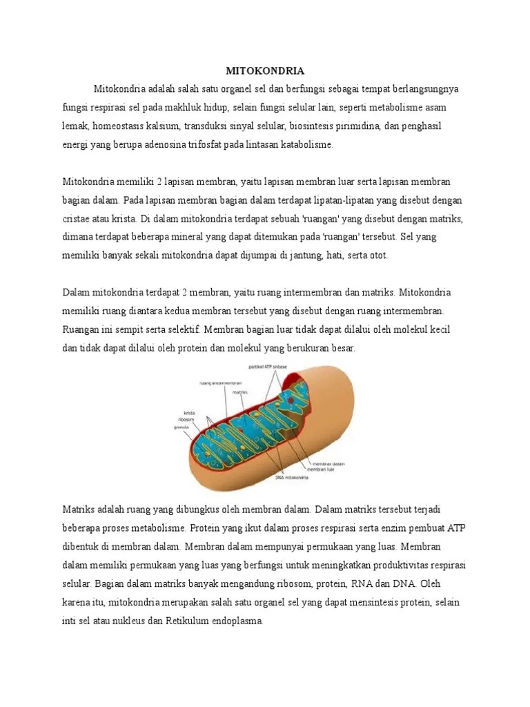 MITOKONDRIA | PDF