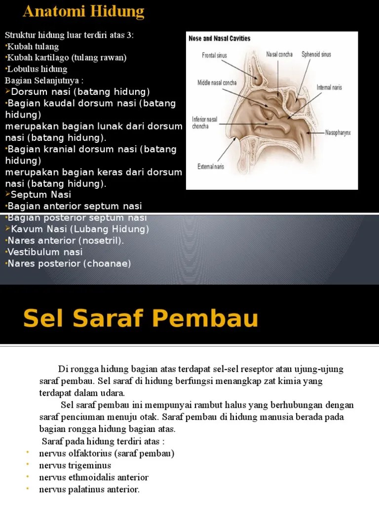 Anatomi Hidung | PDF