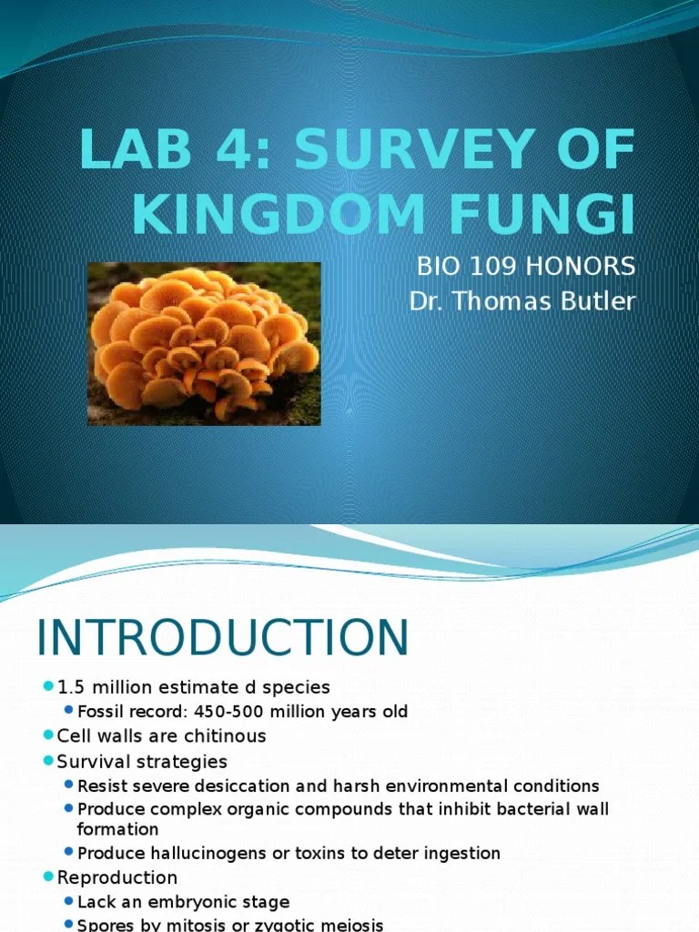 Lab 4 Kingdom Fungi | Download Free PDF | Fungus | Biology