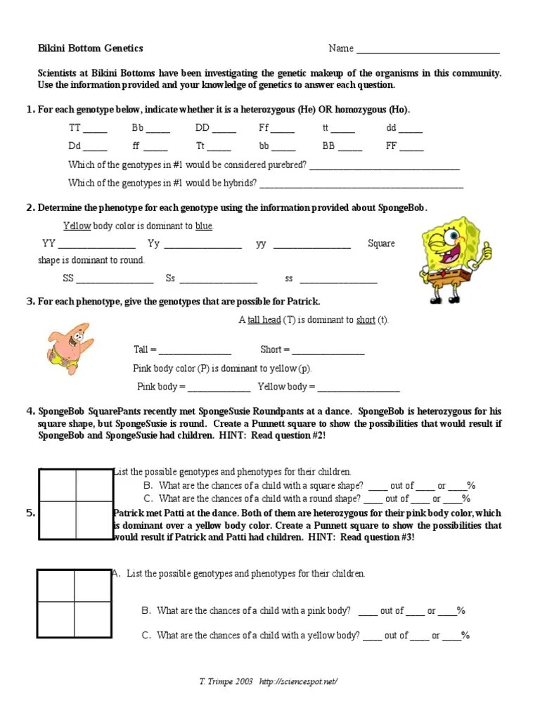 For each genotype given for body color in sponges, determine the phenotype. Bikini Bottom Genetics Answers Dominance Genetics Genotype