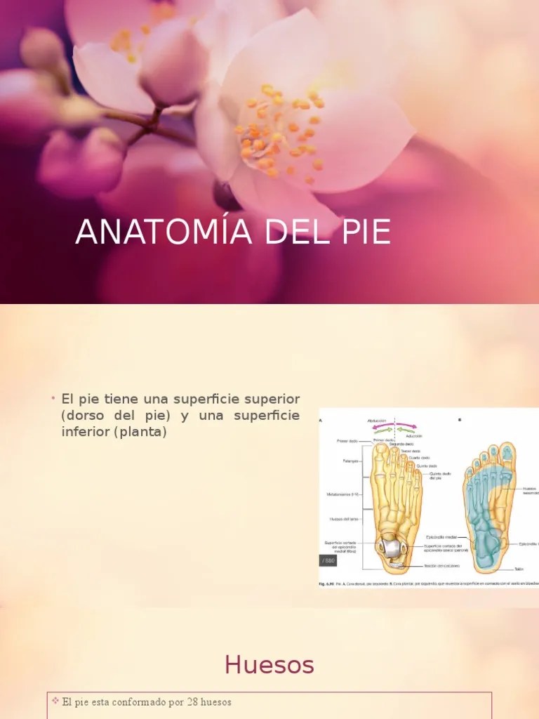 Anatomía Del Pie | PDF | Pie | Tobillo