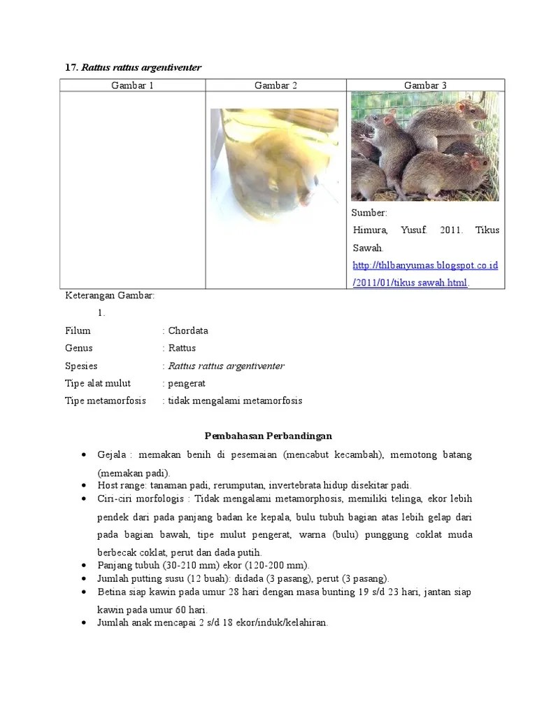 Rattus Rattus Argentiventer: /2011/01/tikus Sawah - HTML | PDF