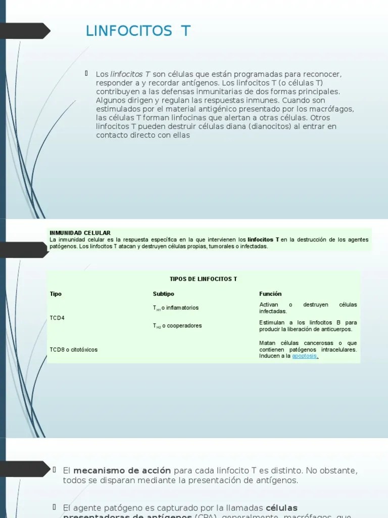 Linfocitos T | PDF | Célula T | Linfocitos