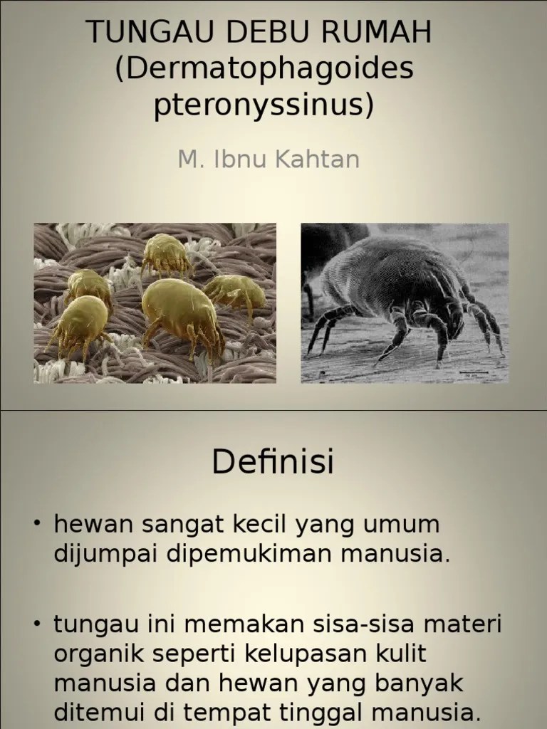 Tungau debu rumah