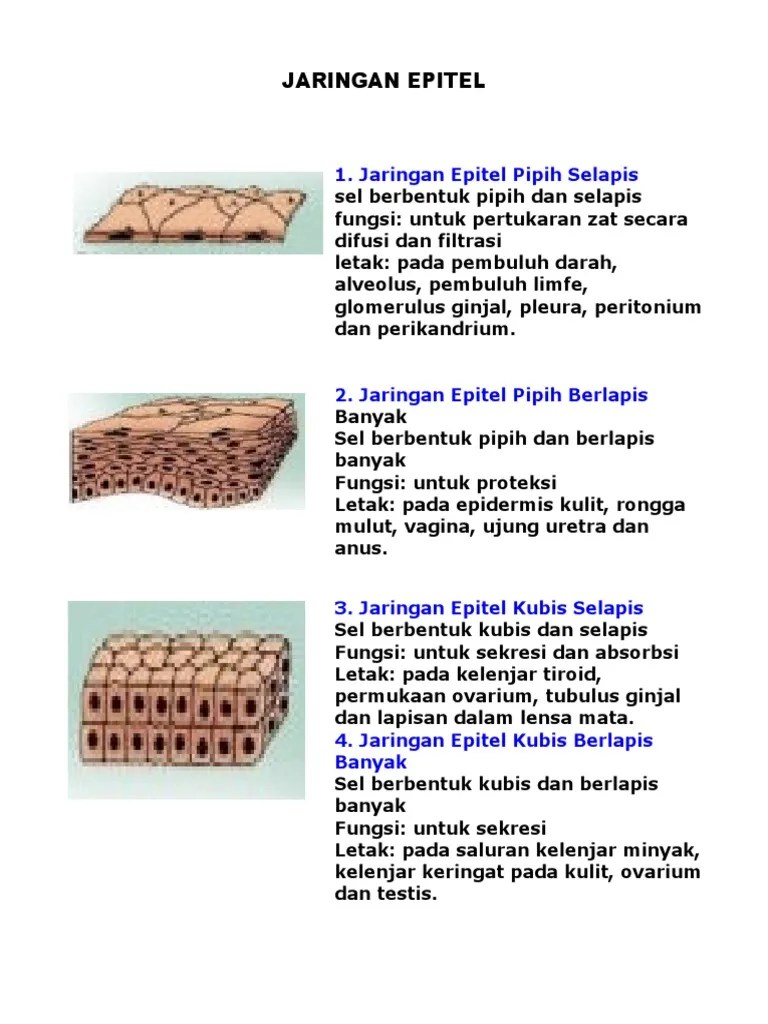 Jaringan Epitel | PDF