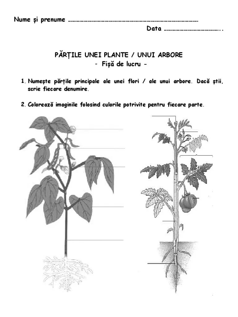 Textul literar 6 jurul 2. Fisa De Lucru Partile Unei Plante Pdf