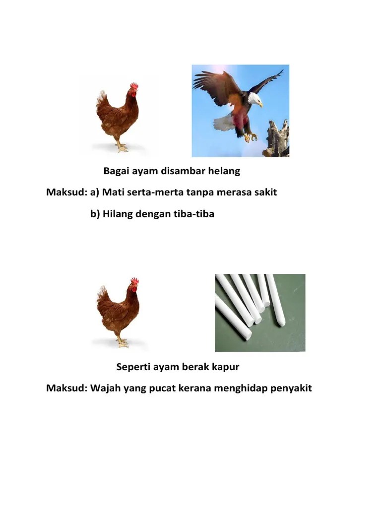 Peribahasa adalah satu susunan kata atau ayat yang mempunyai maksud tertentu yang. Maksud Peribahasa Bagai Ayam Disambar Helang Jaroncxt
