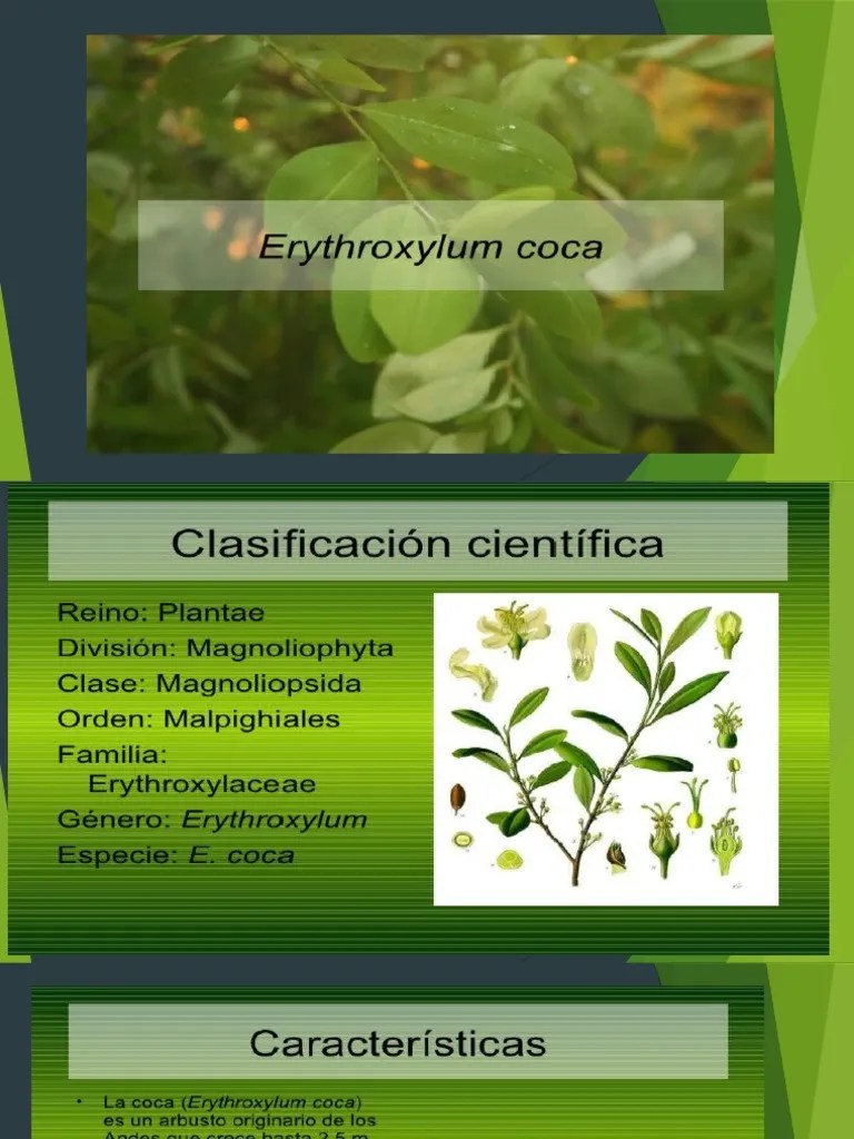 La Hoja De Coca | PDF | Magnesio | Nutrientes Esenciales
