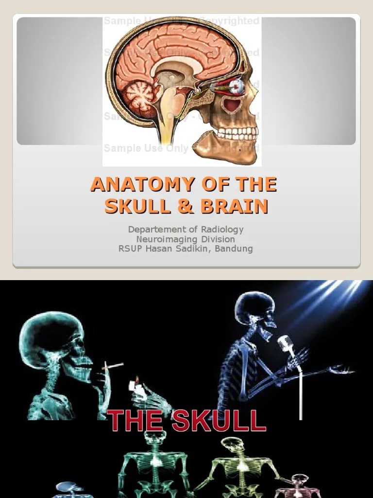 Anatomy Of The Skull & Brain | PDF | Brain | Nervous System