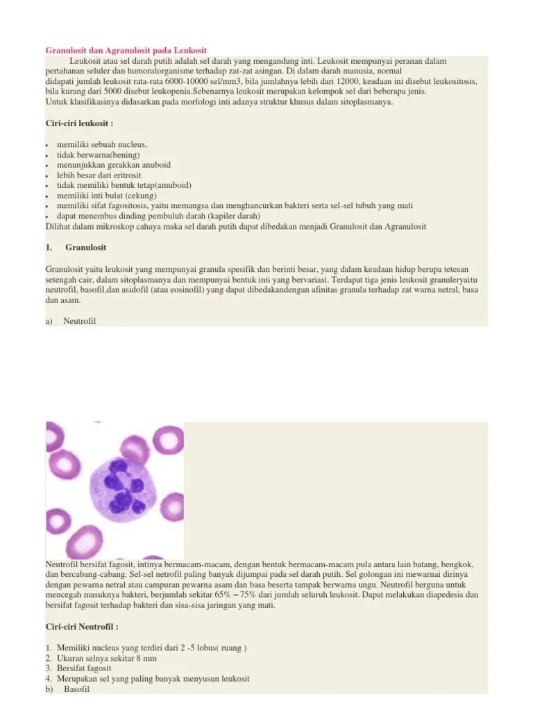 Neutrofil Merupakan Zat Sel Darah Putih Yang Bersifat Fagositosis