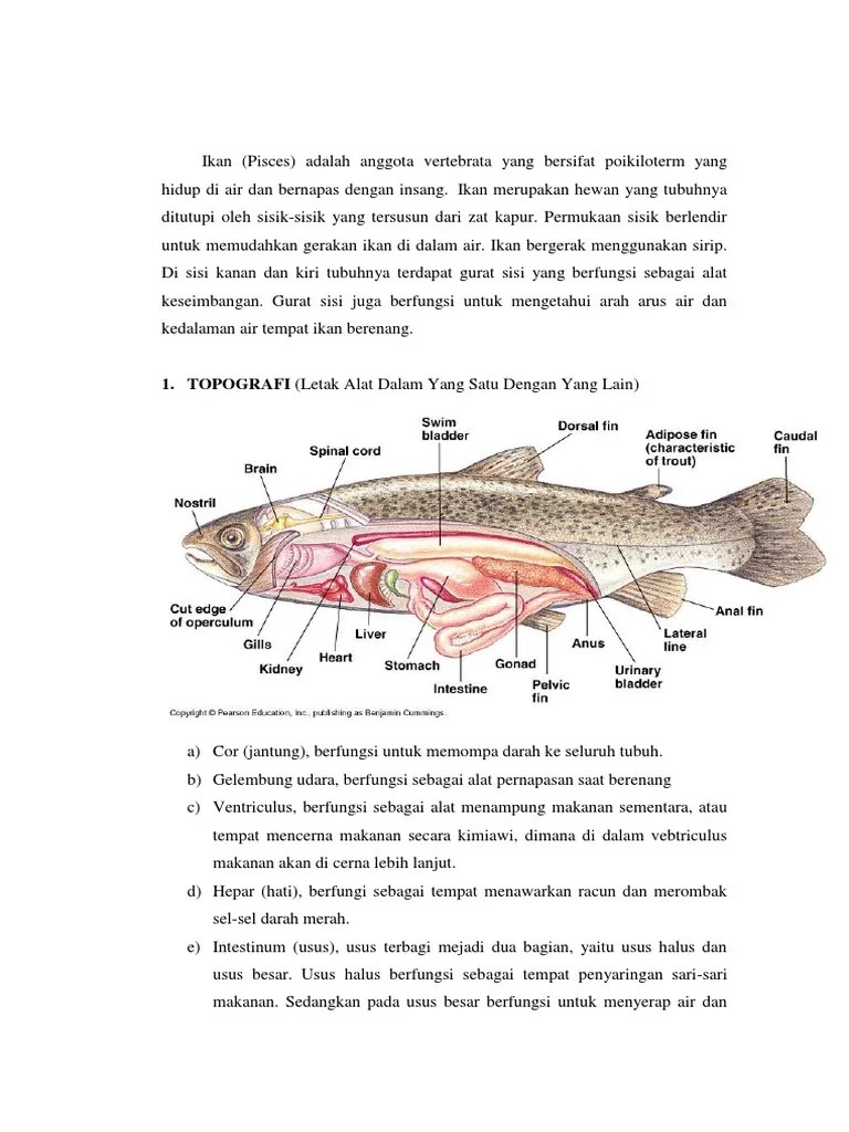 Topografi Ikan | PDF